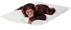 monkeypillow.jpg